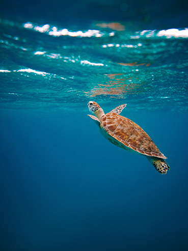 ODS 14 Vida submarina Tortuga en el agua