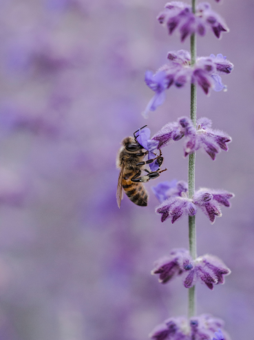 Objetivo de Desarrollo Sostenible 15, ODS 15 Vida de ecosistemas terrestres 2 Abeja sobre flor