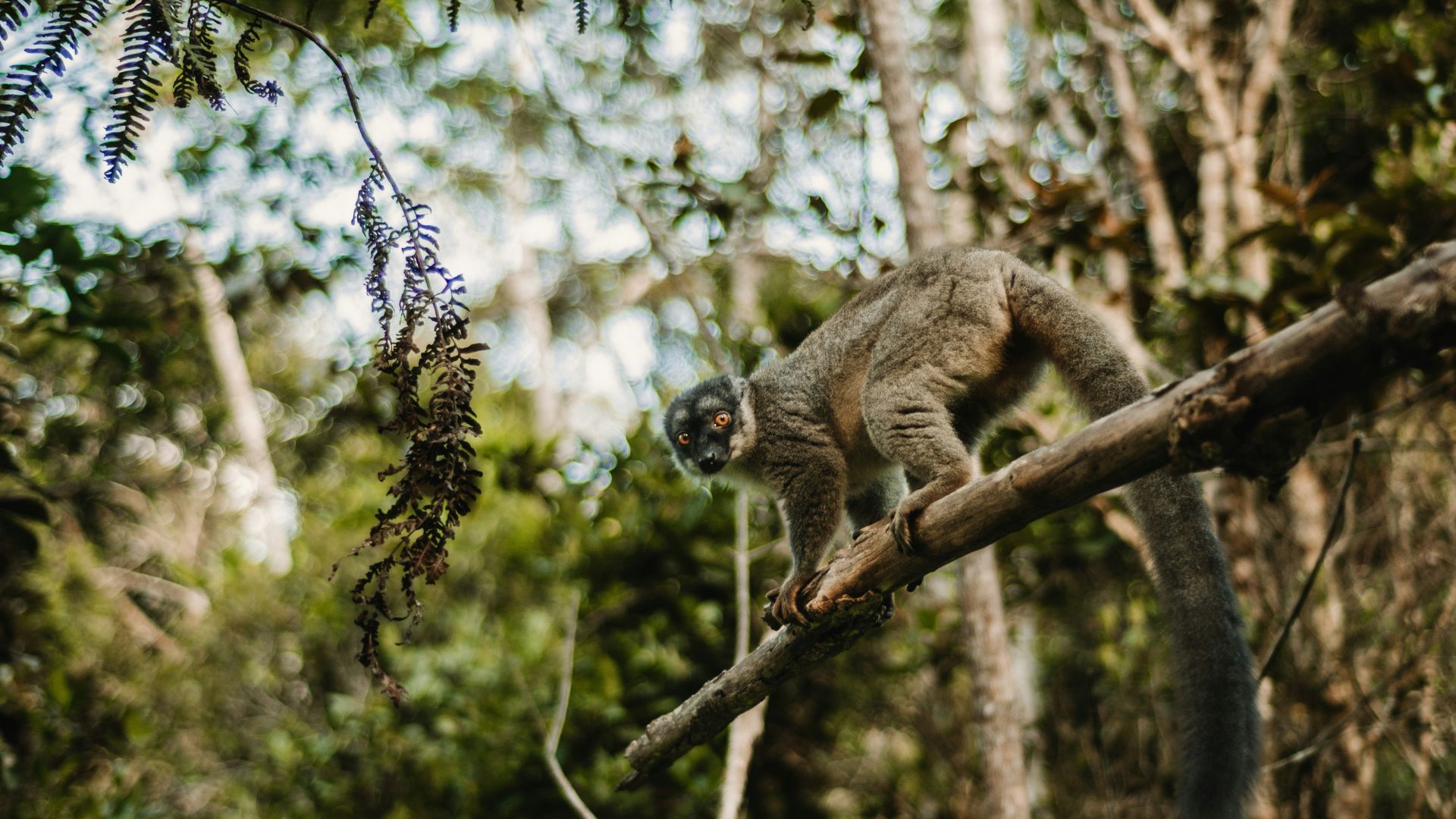 Sandy Ravaloniaina - mono Madagascar
