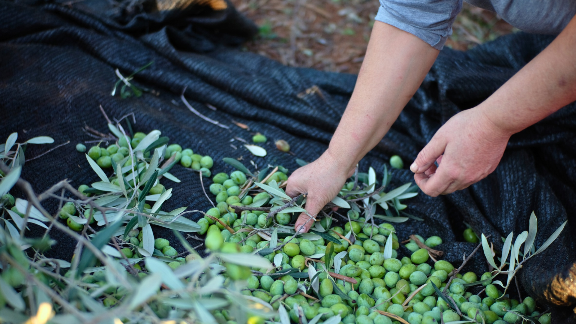 Campo andaluz, alianza agroalimentario
